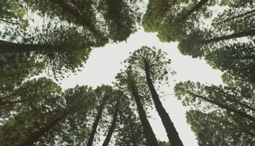 Looking up at tall pine trees against a bright sky, symbolizing growth and data processing