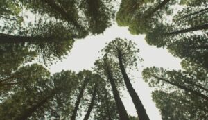 Looking up at tall pine trees against a bright sky, symbolizing growth and data processing